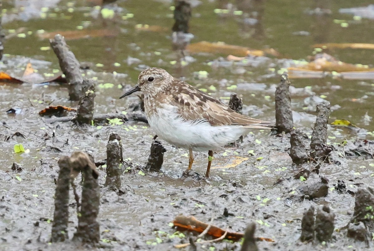Least Sandpiper - ML640546848