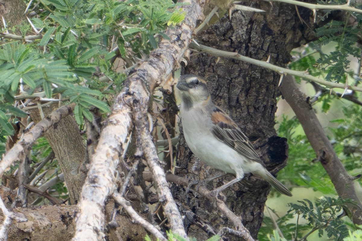 Shelley's Rufous Sparrow - ML640546859