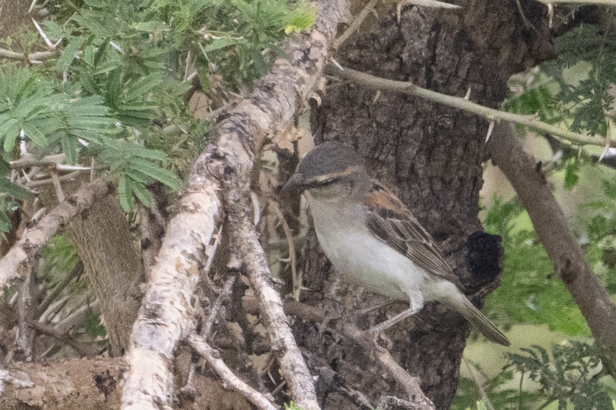 Shelley's Rufous Sparrow - ML640546866
