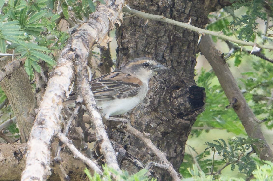 Shelley's Rufous Sparrow - ML640546868