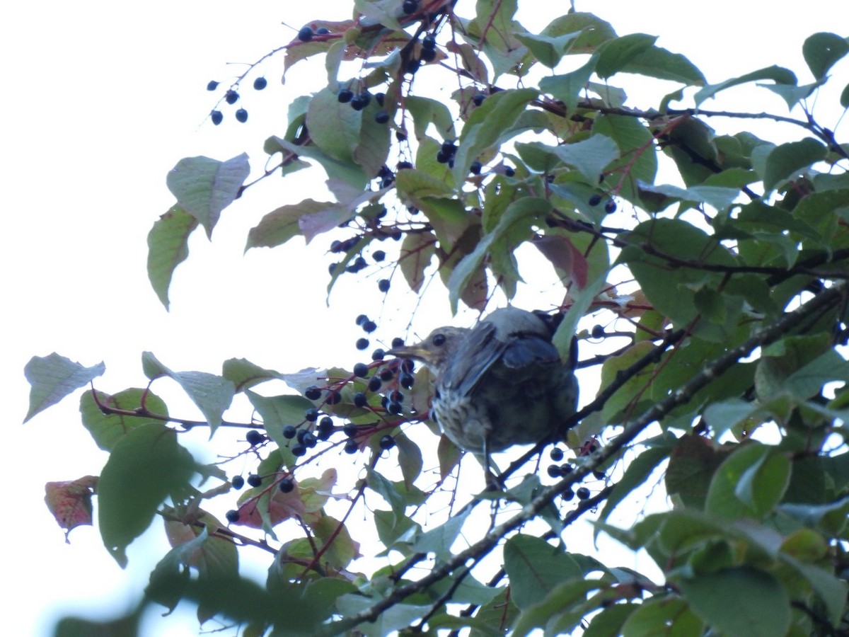 Song Thrush - ML640546875