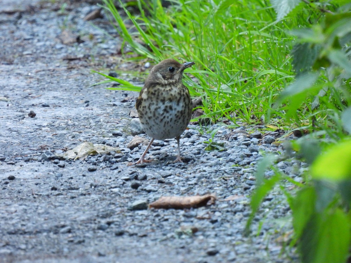 Song Thrush - ML640546876