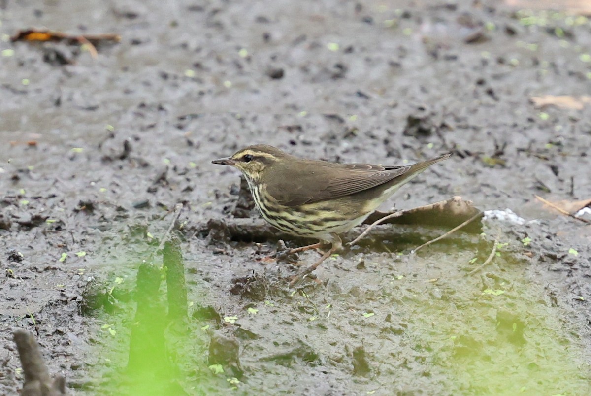 Northern Waterthrush - ML640546896
