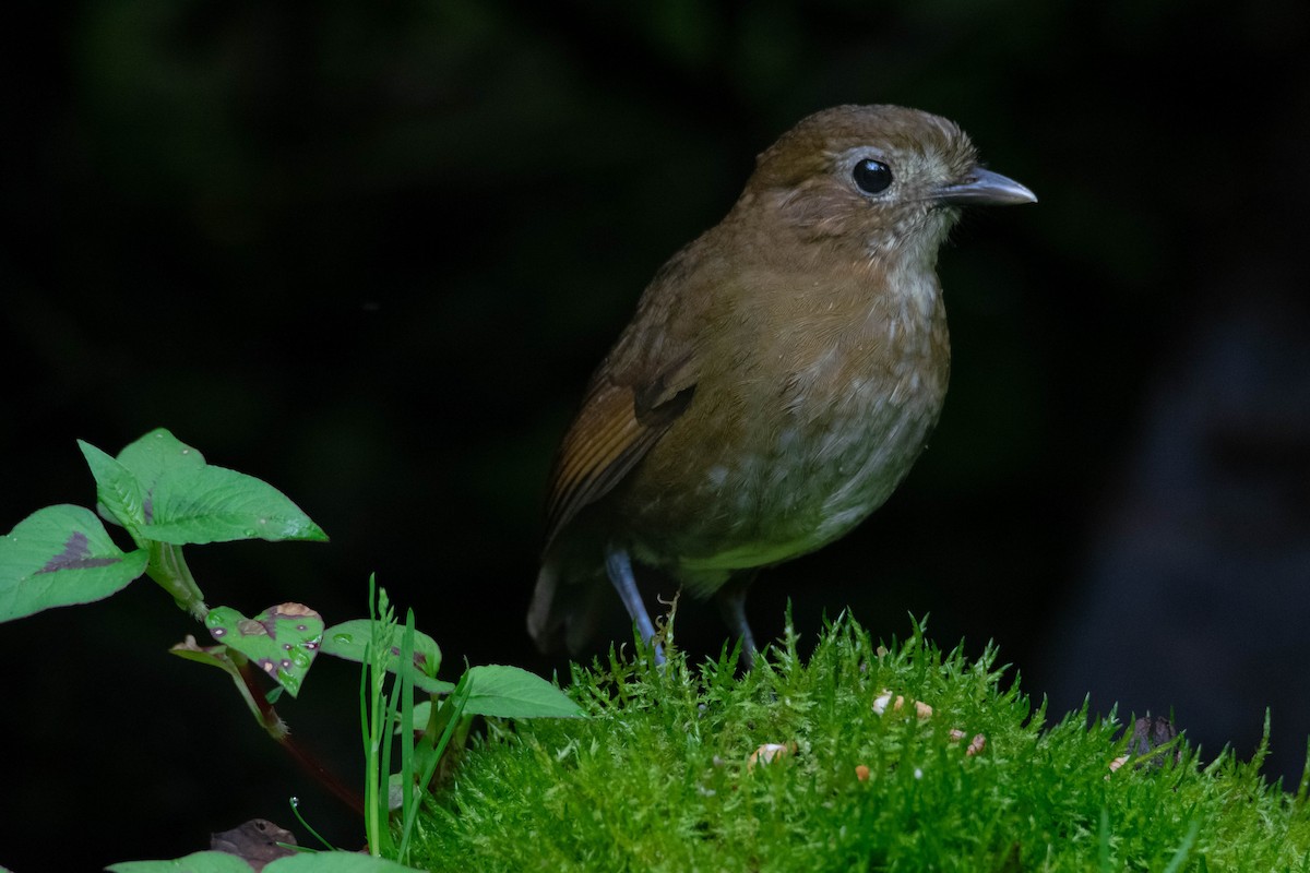 Brown-banded Antpitta - ML640546908