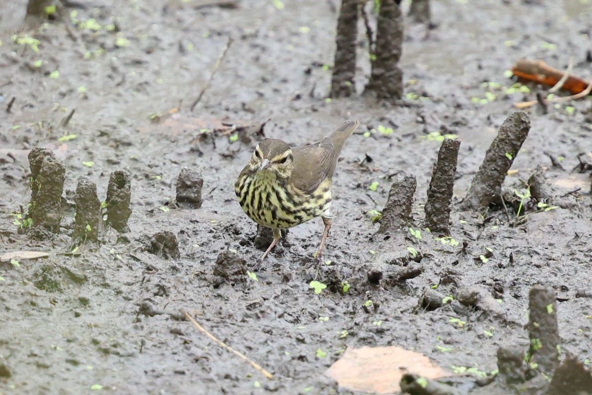 Northern Waterthrush - ML640546915