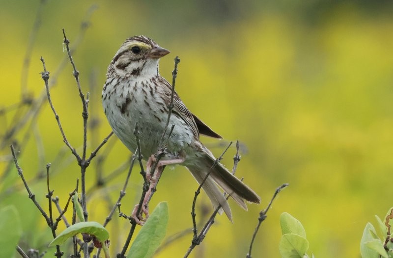 Savannah Sparrow - ML640546972