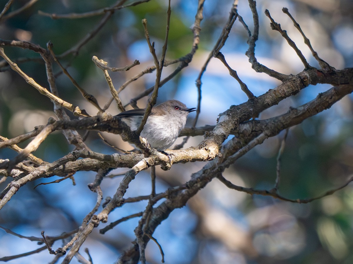 Gray Gerygone - ML640547006