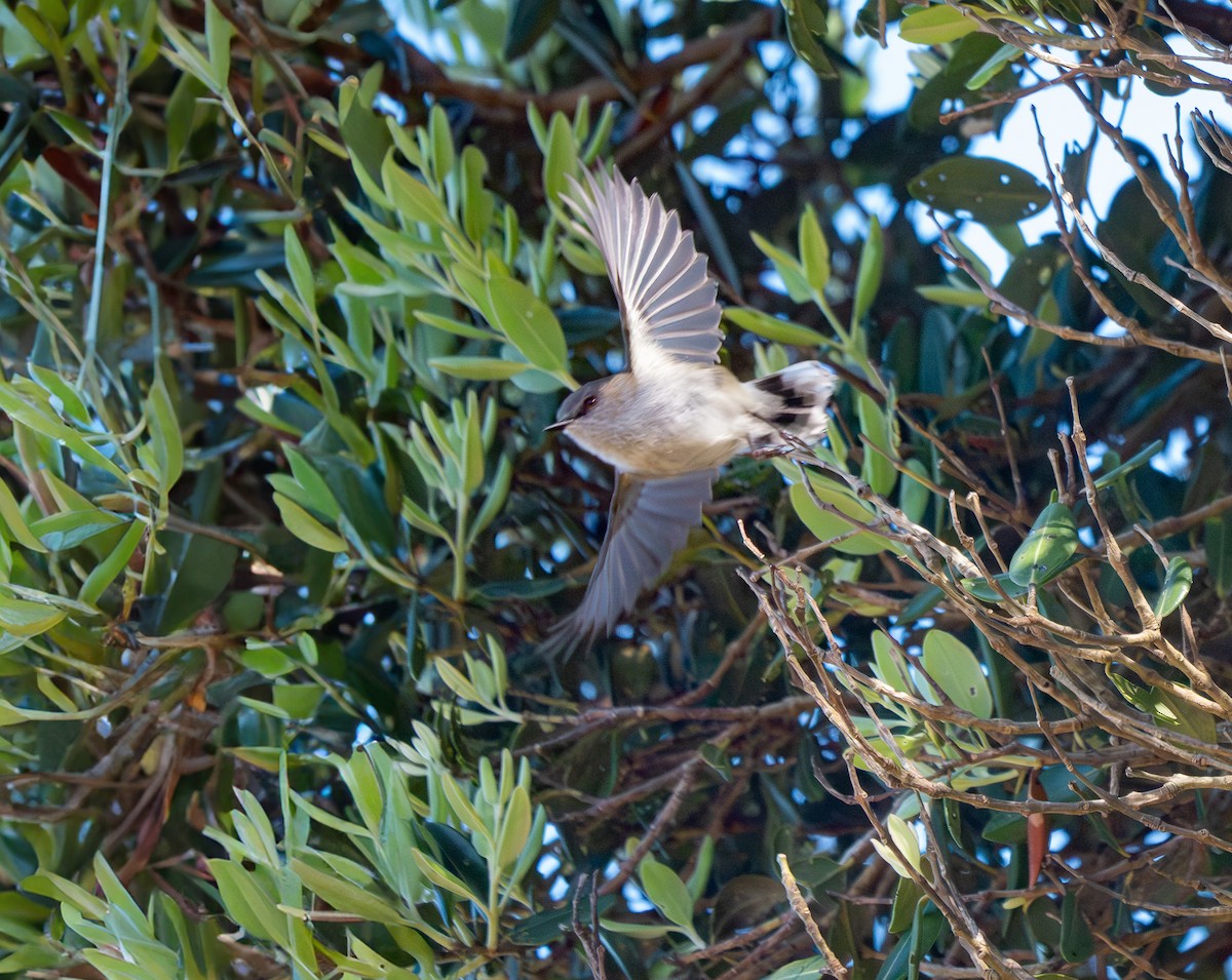 Gray Gerygone - ML640547007