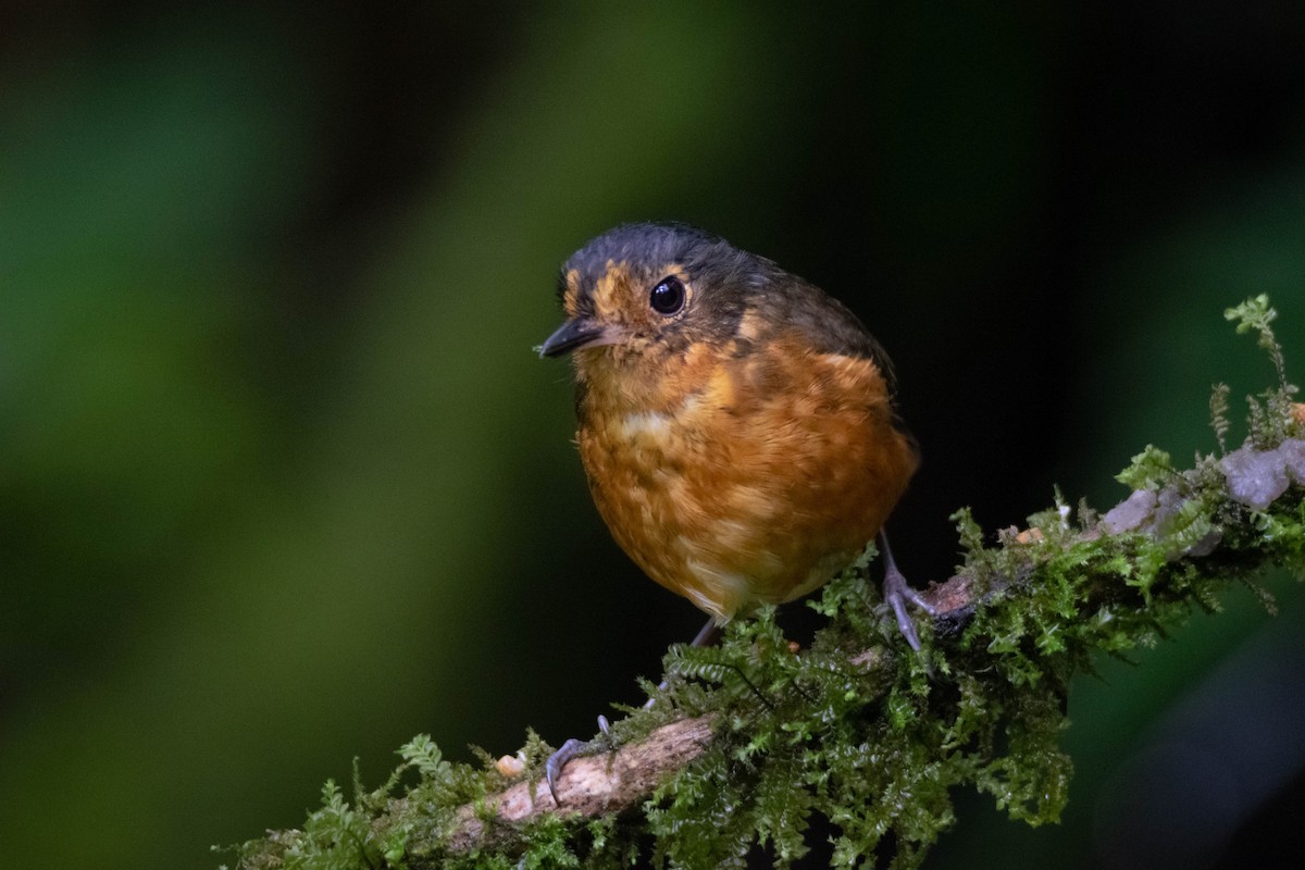 Slate-crowned Antpitta - ML640547016