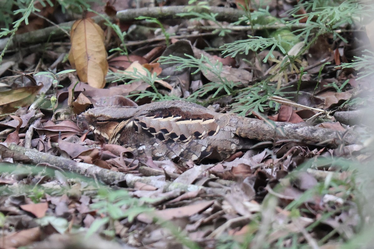 Common Pauraque - ML640547028