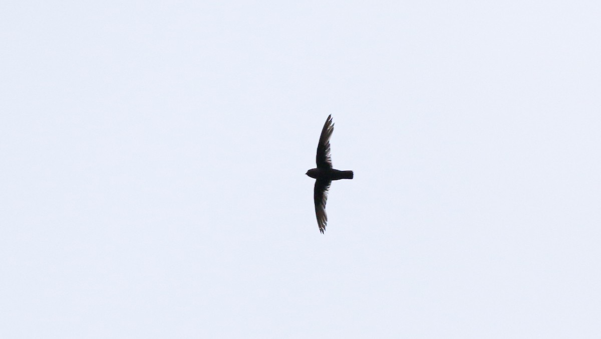 Chestnut-collared Swift - ML640547045