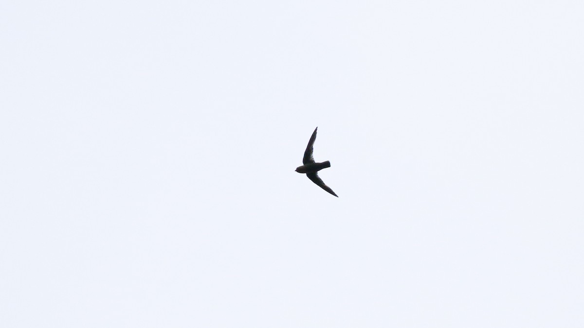 Chestnut-collared Swift - ML640547052