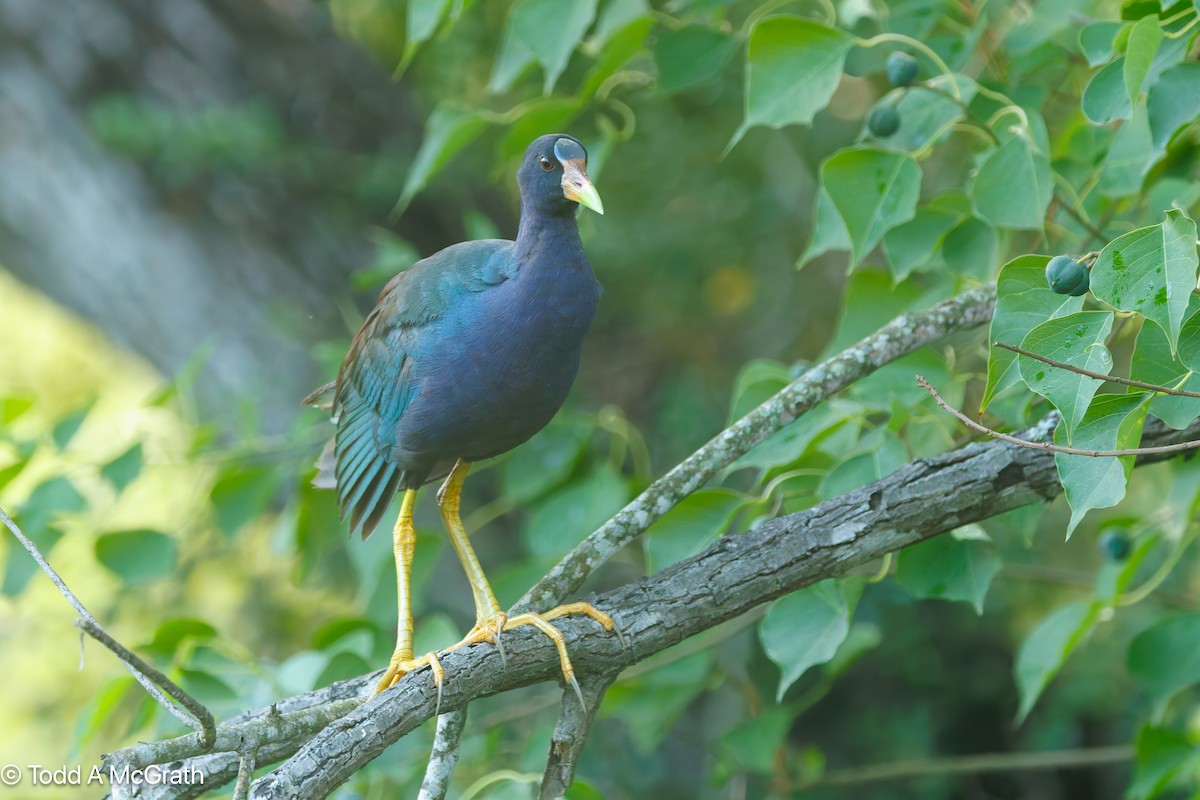 פורפיריה אמריקנית - ML640547247