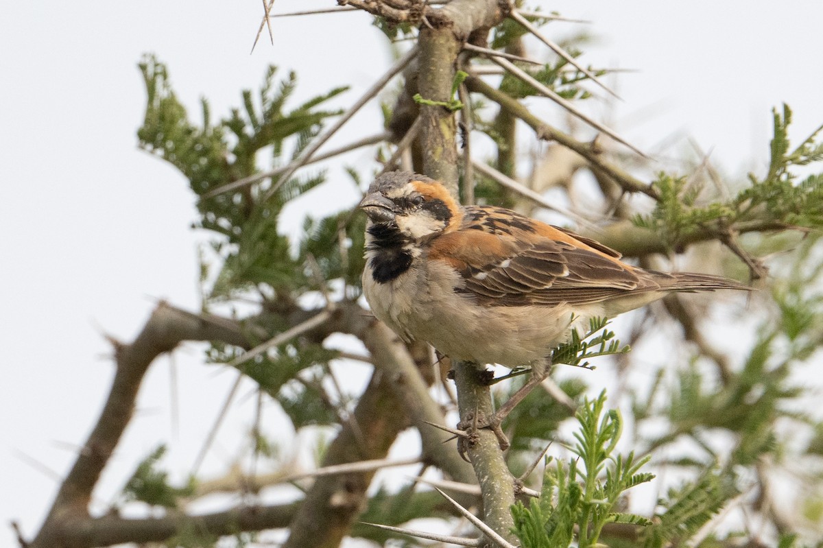 Shelley's Rufous Sparrow - ML640547253