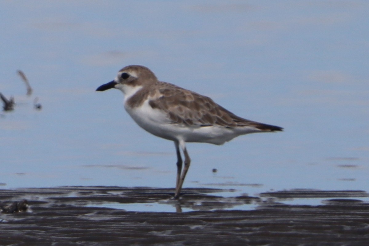 Greater Sand-Plover - ML640547326