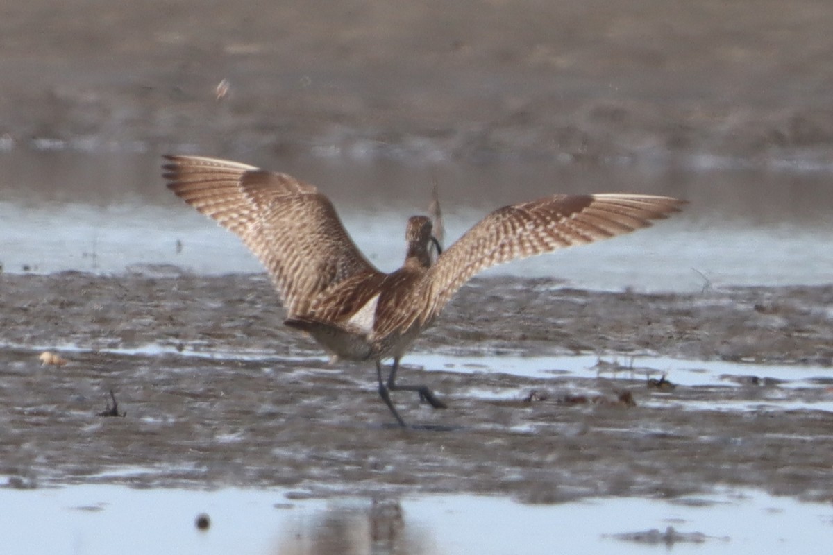 Whimbrel - ML640547328