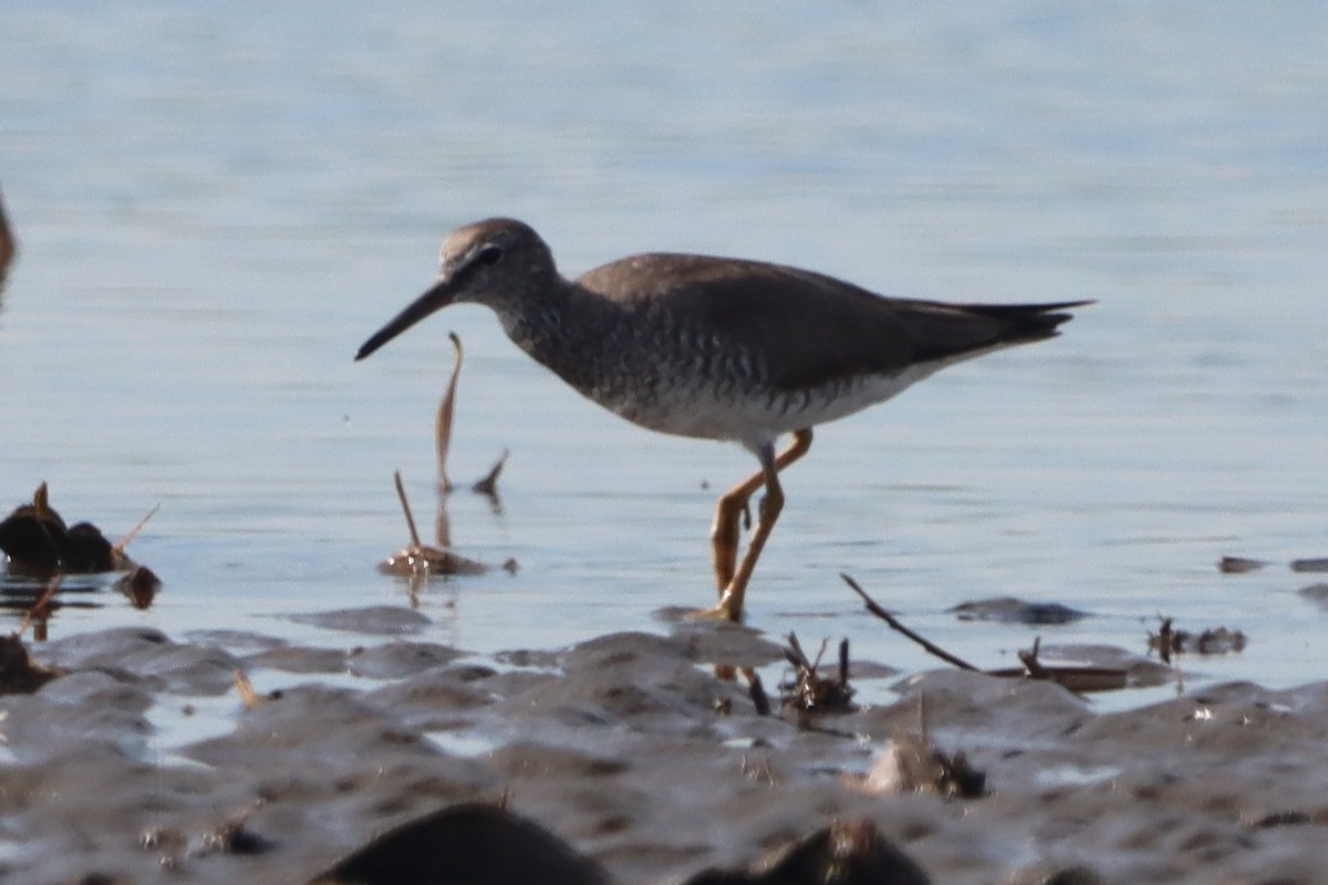Gray-tailed Tattler - ML640547332