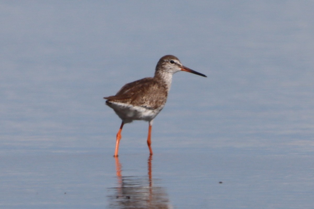 Common Redshank - ML640547335