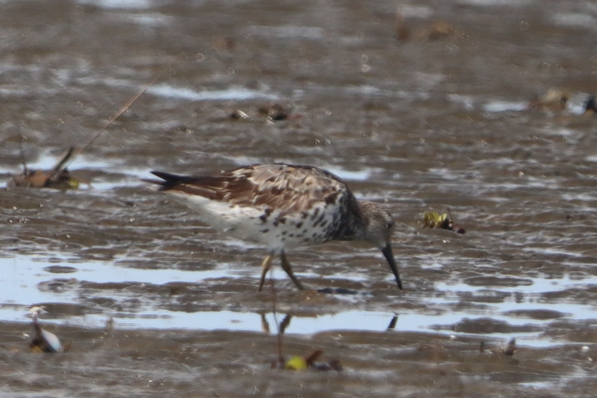 Great Knot - ML640547348