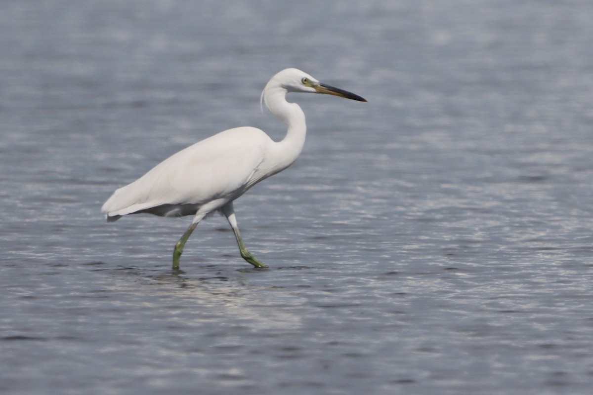 Chinese Egret - ML640547352