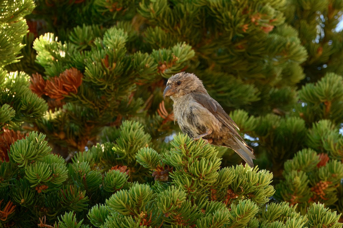 vrifurukorsnebb - ML640547380