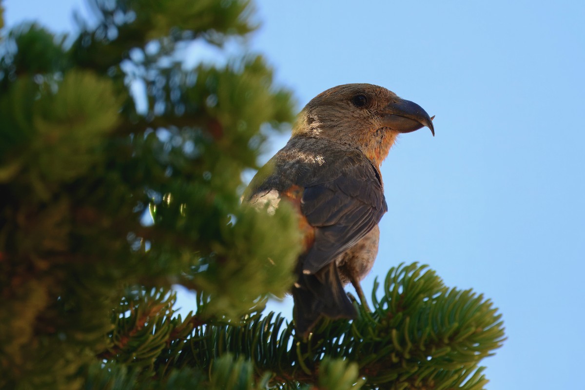 vrifurukorsnebb - ML640547396