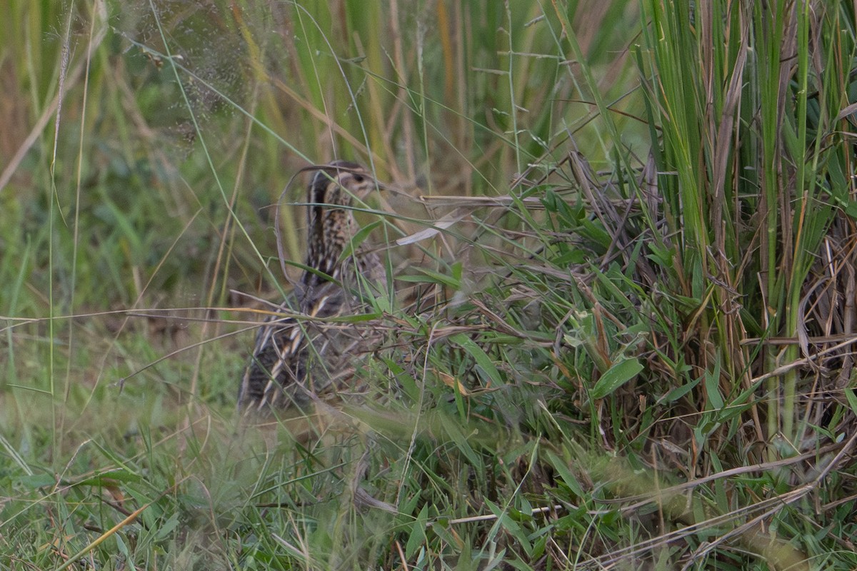 Common Quail - ML640547415
