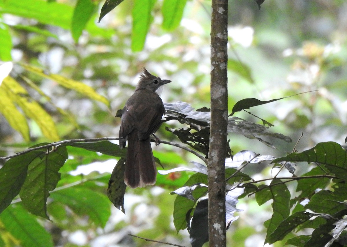 Ochraceous Bulbul - ML640547456