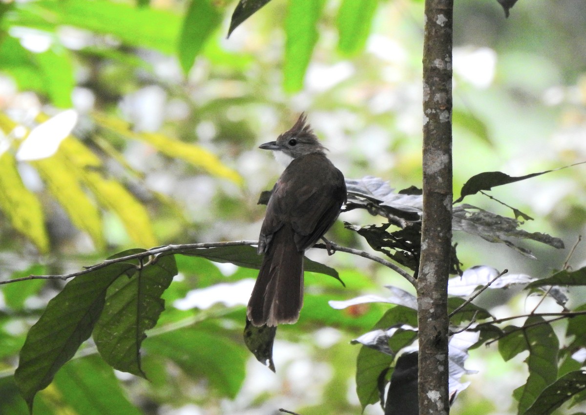 Ochraceous Bulbul - ML640547457