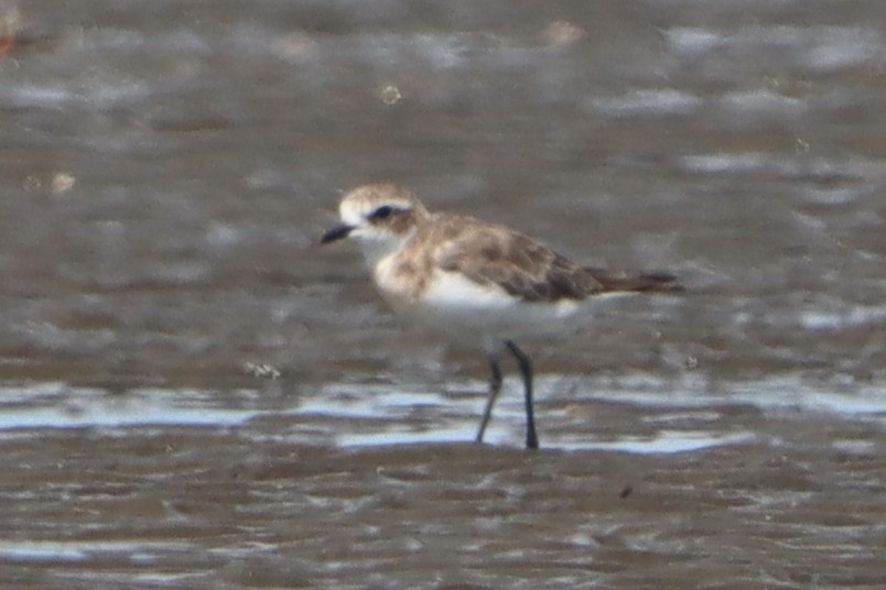 Tibetan Sand-Plover - ML640547473