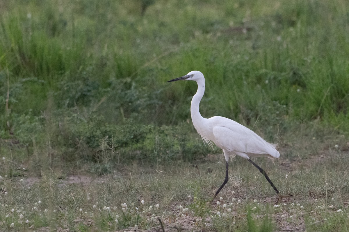 小白鷺(garzetta) - ML640547479