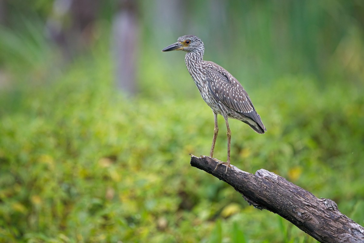 Krabbenreiher - ML640547531