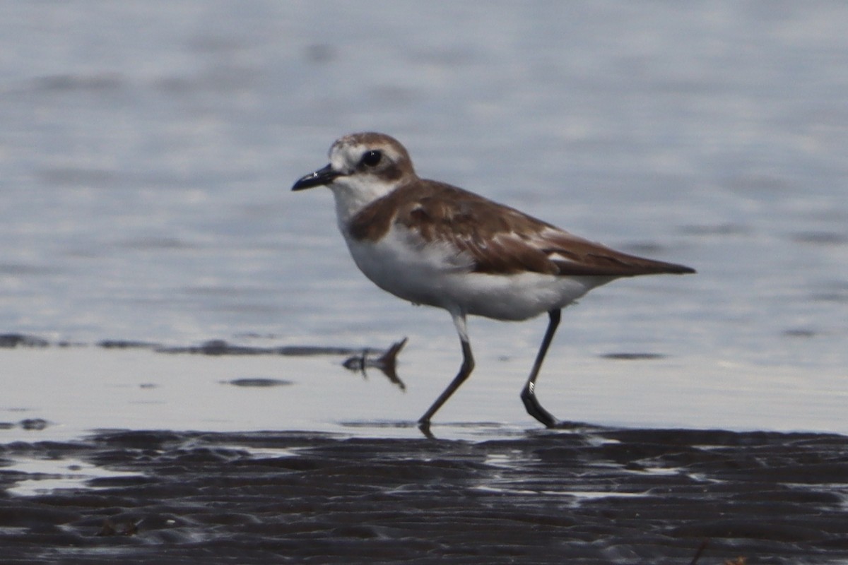 Siberian Sand-Plover - ML640547592
