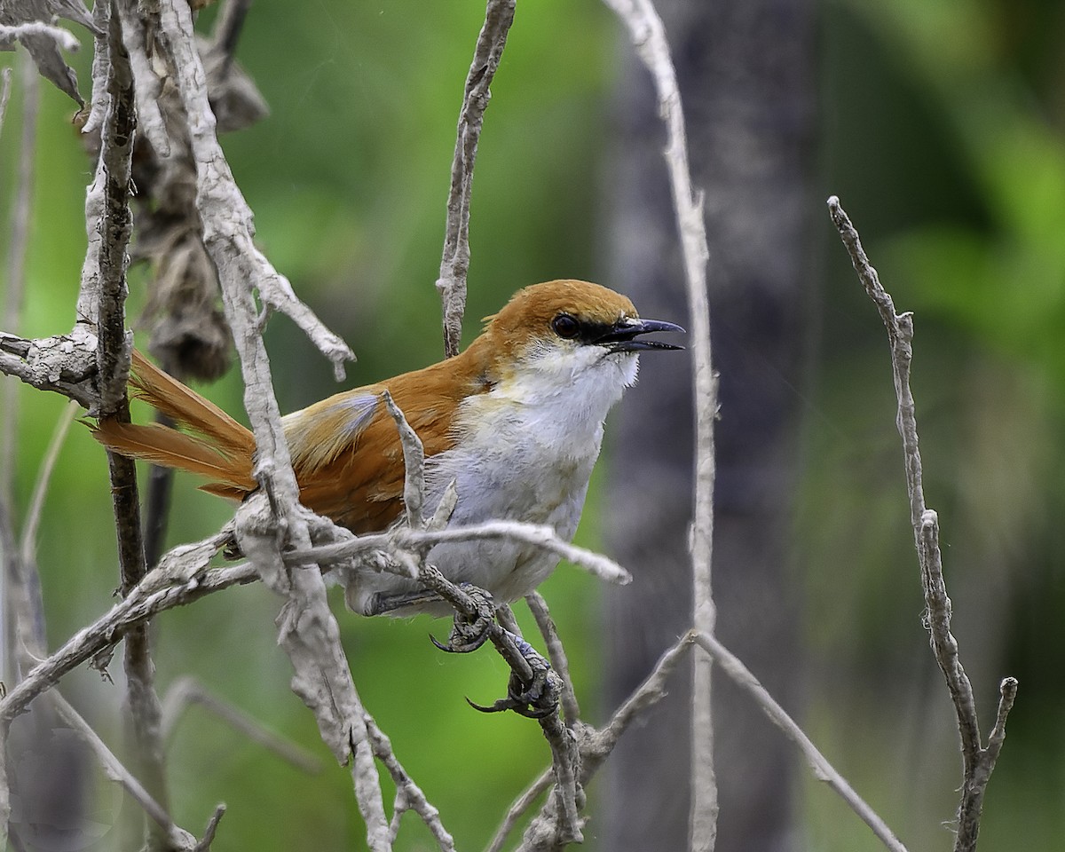 Red-and-white Spinetail - ML640547634