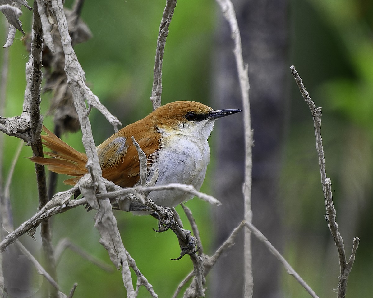 Red-and-white Spinetail - ML640547635