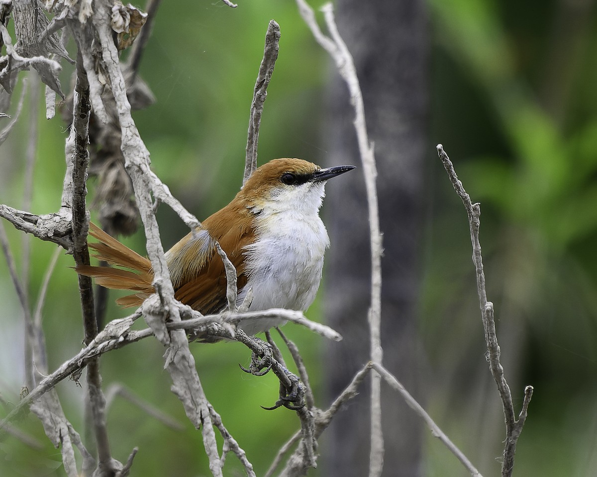 Red-and-white Spinetail - ML640547636