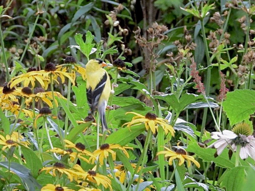 American Goldfinch - ML640547648