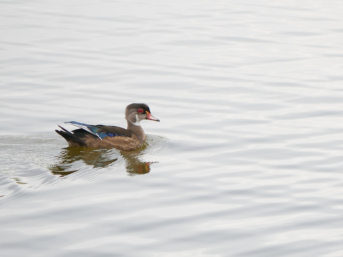 Wood Duck - ML640547649