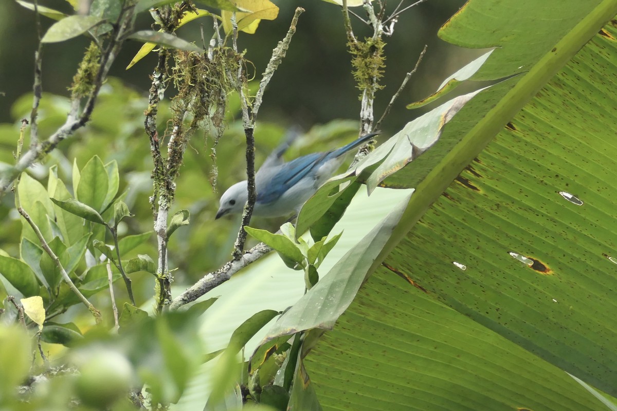 Blue-gray Tanager - ML640547654