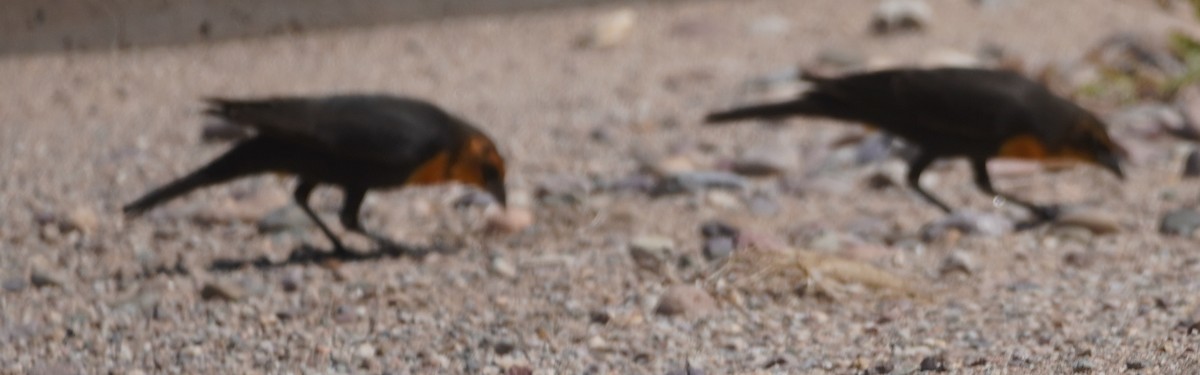Yellow-headed Blackbird - ML640547656