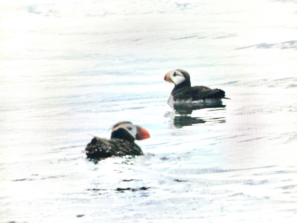 Horned Puffin - ML640547659