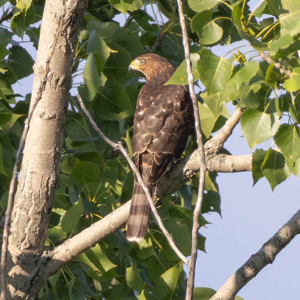 Cooper's Hawk - ML640547660