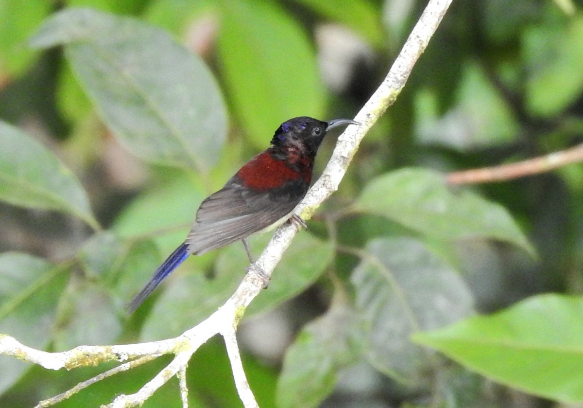 Black-throated Sunbird - ML640547661