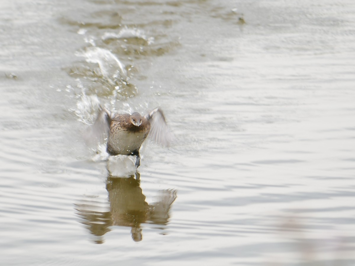 Pied-billed Grebe - ML640547663