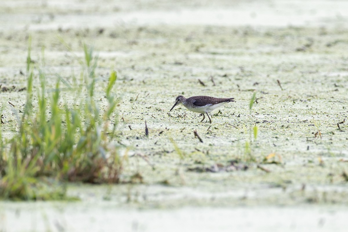 Solitary Sandpiper - ML640547664