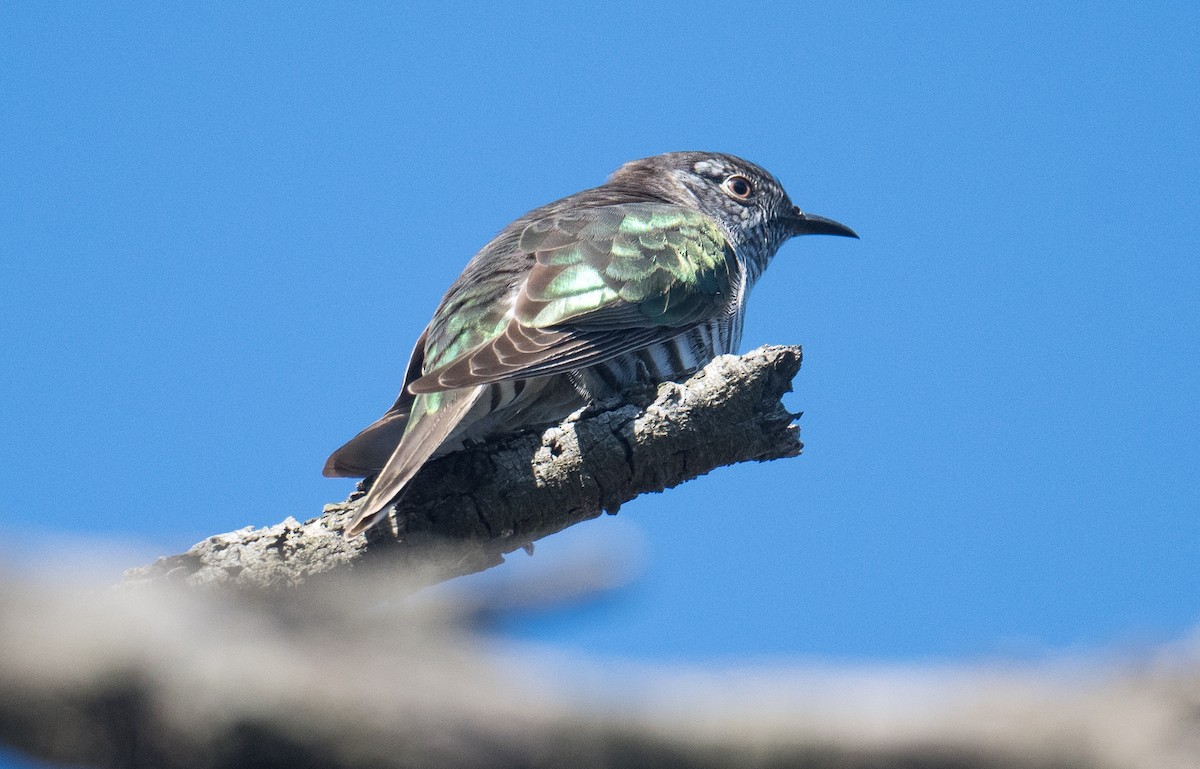 Shining Bronze-Cuckoo - ML640547665