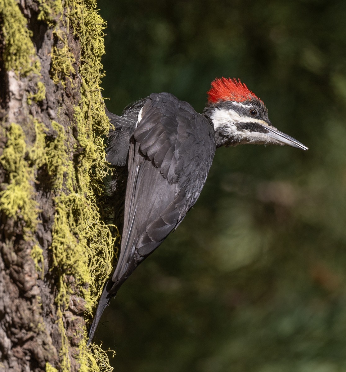 Pileated Woodpecker - ML640547667