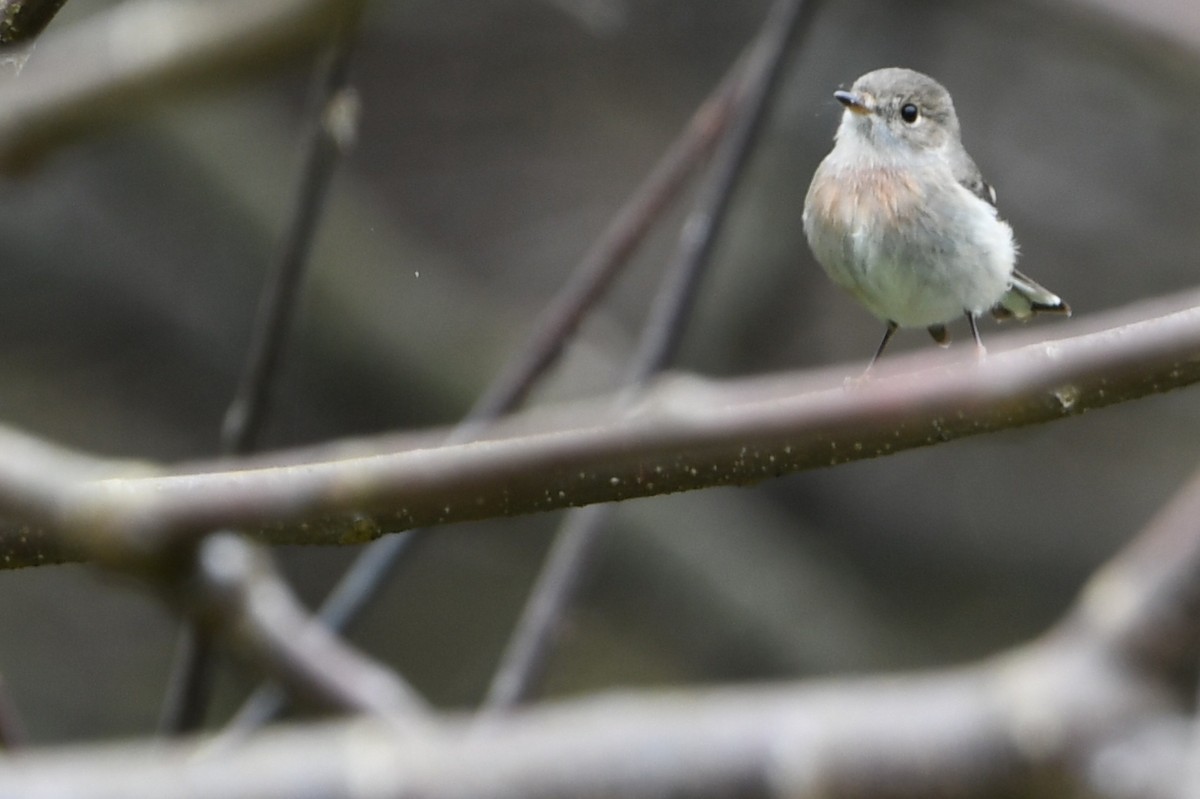 Rose Robin - ML640547668