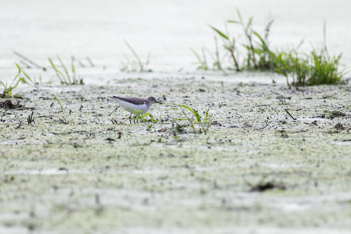 Spotted Sandpiper - ML640547669