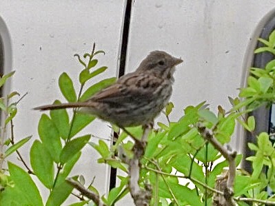 Song Sparrow - ML640547677